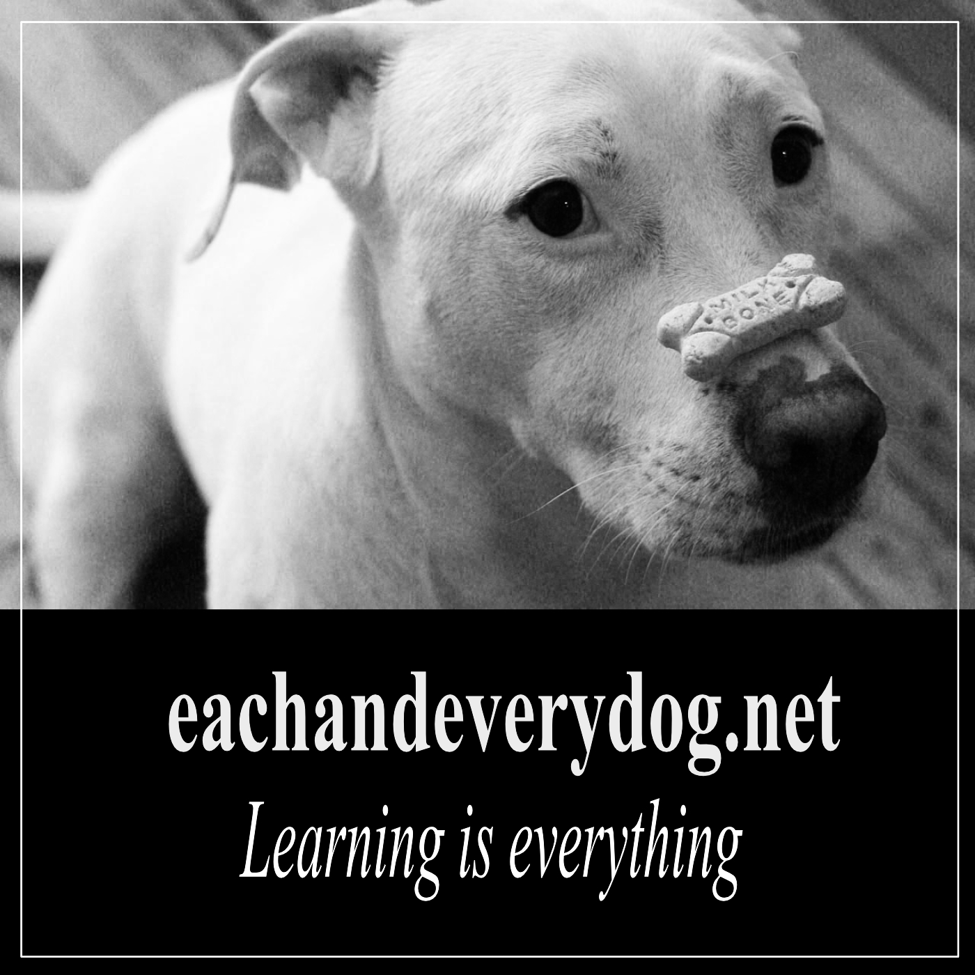 Each and every dog